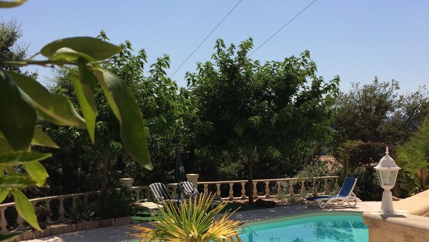 Una piscina con una palmera, sillas de descanso y plantas en macetas.