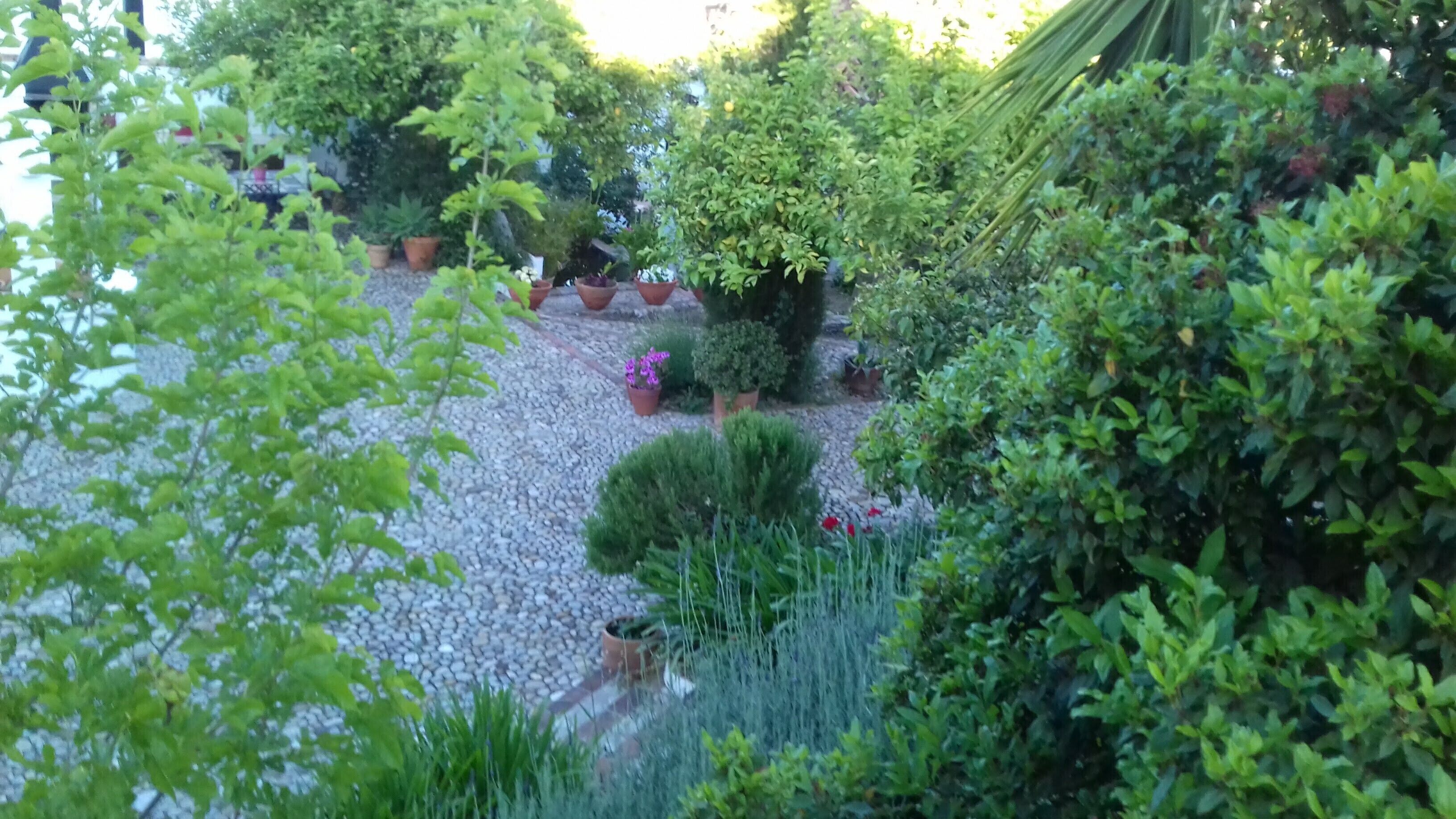 Ein Garten mit verschiedenen Kübelpflanzen und einem Kiesweg.