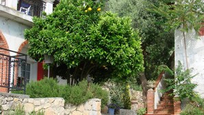 Un chemin de pierres mène à une maison, près d’un grand arbre fruitier, le tout étant entouré de différentes plantes et d’un mur de briques.