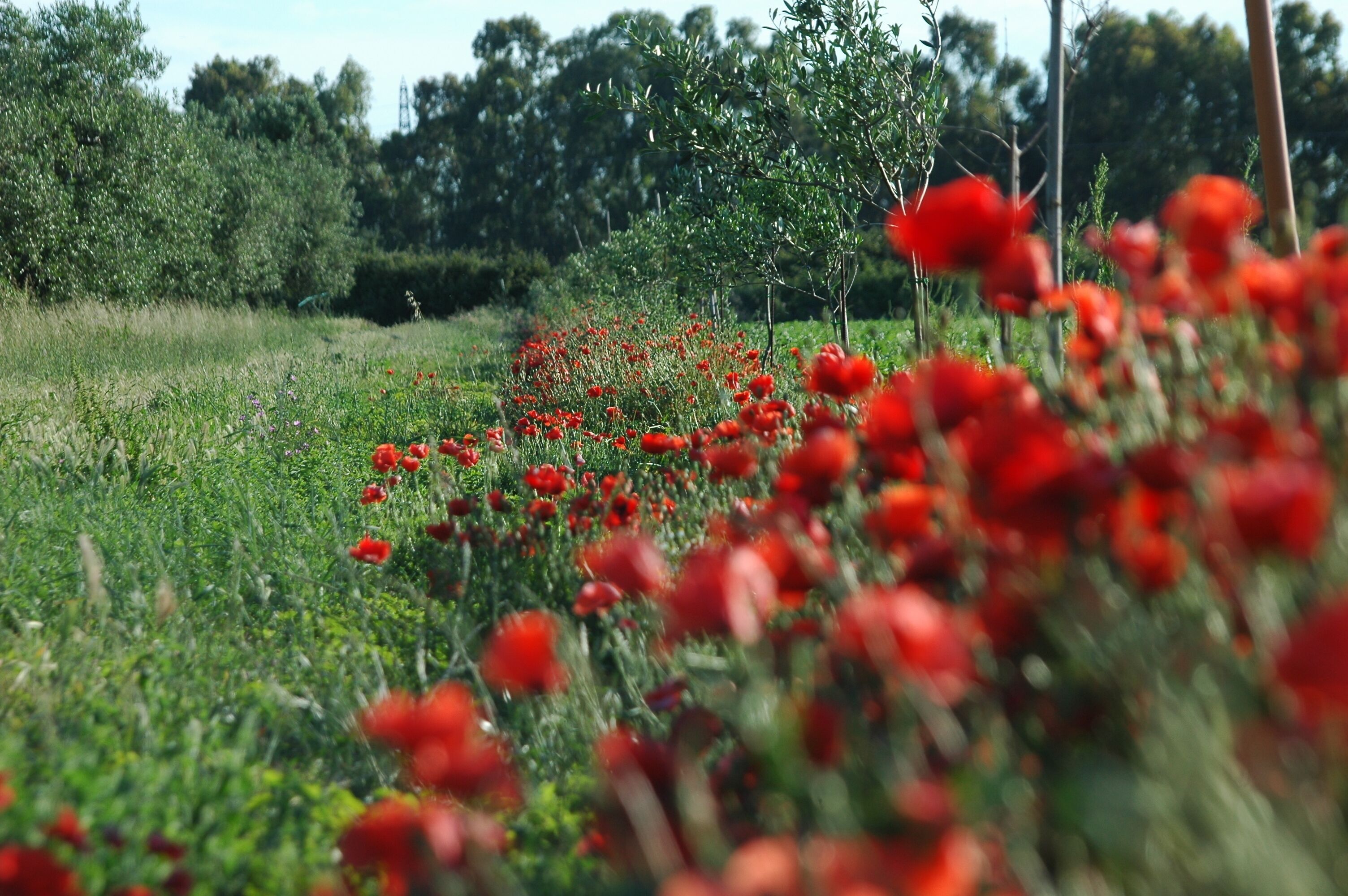 A field of red flowers with a blurred background of trees and a fence.