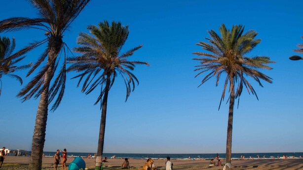 Ein Strand mit Palmen und Menschen.