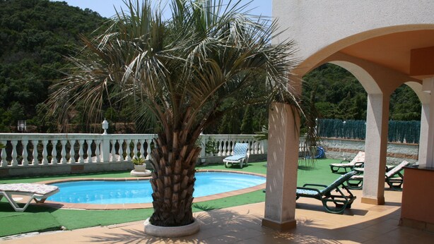 Un área de piscina con una palmera, sillas de descanso y una valla blanca.