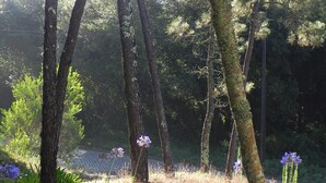 A forested area with tall trees and patches of grass. - Villa Leglise Chafe plage d' Amorosa - Viana - pets welcome. (Chafé)