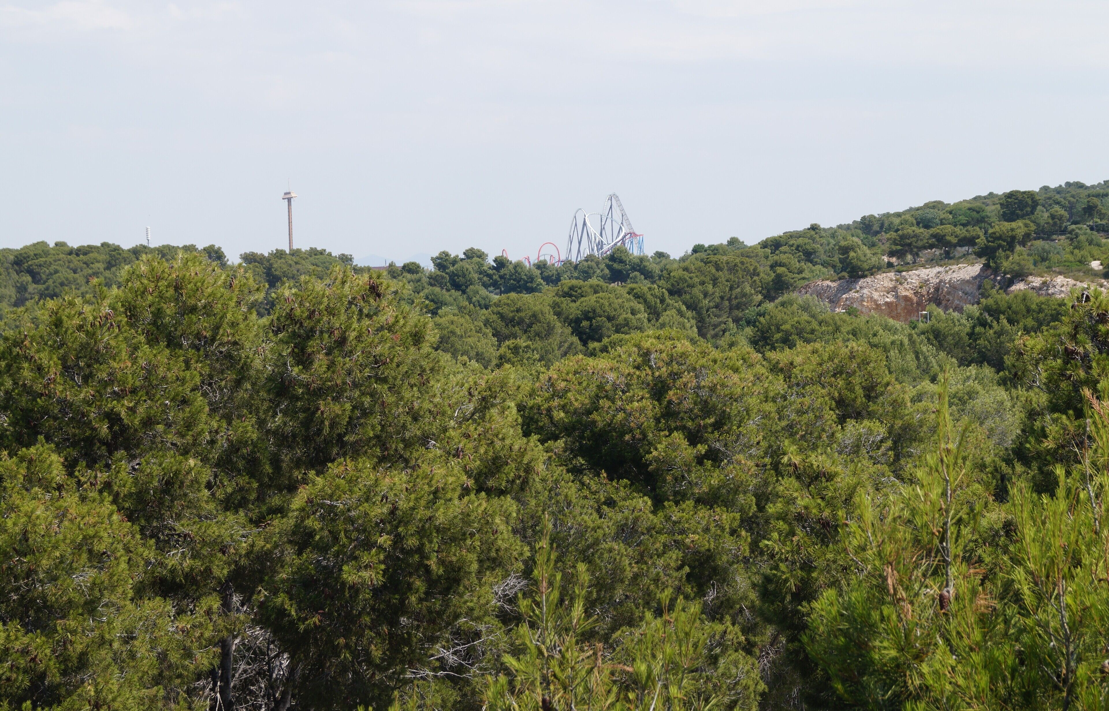 A dense forest with a roller coaster in the background.