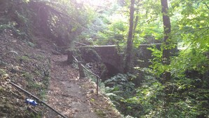 Sendero forestal para caminatas con un puente de piedra y vegetación densa.