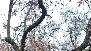 A tree with pink blossoms, a green lawn, and outdoor furniture.