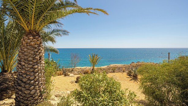A coastal landscape with a palm tree, desert vegetation, and a clear view of the sea.