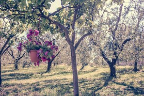 Stroll through the serene orchard, surrounded by mature trees bearing fruit and vibrant flowers.
