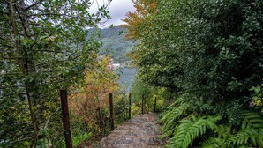 A stone staircase surrounded by dense foliage leading to a body of water.