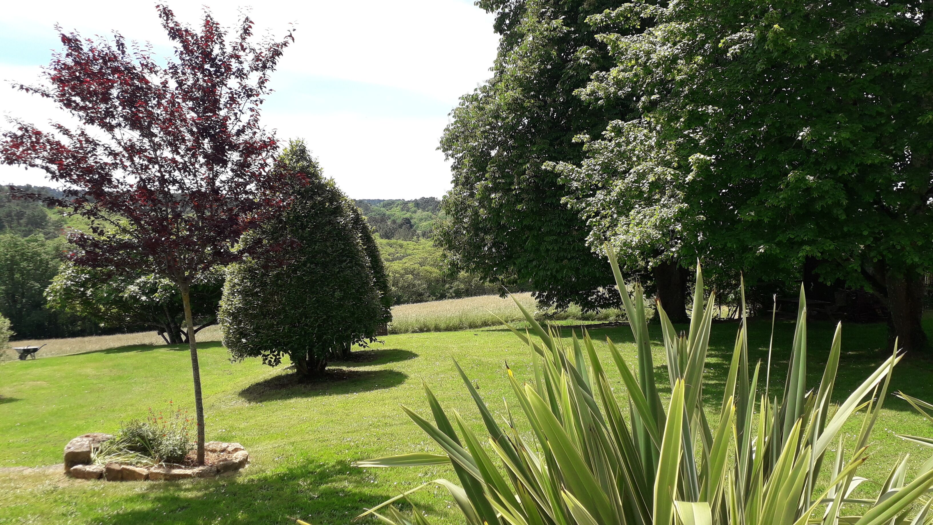 Un jardin bien entretenu, avec différents arbres et plantes, une pelouse verdoyante et une brouette.