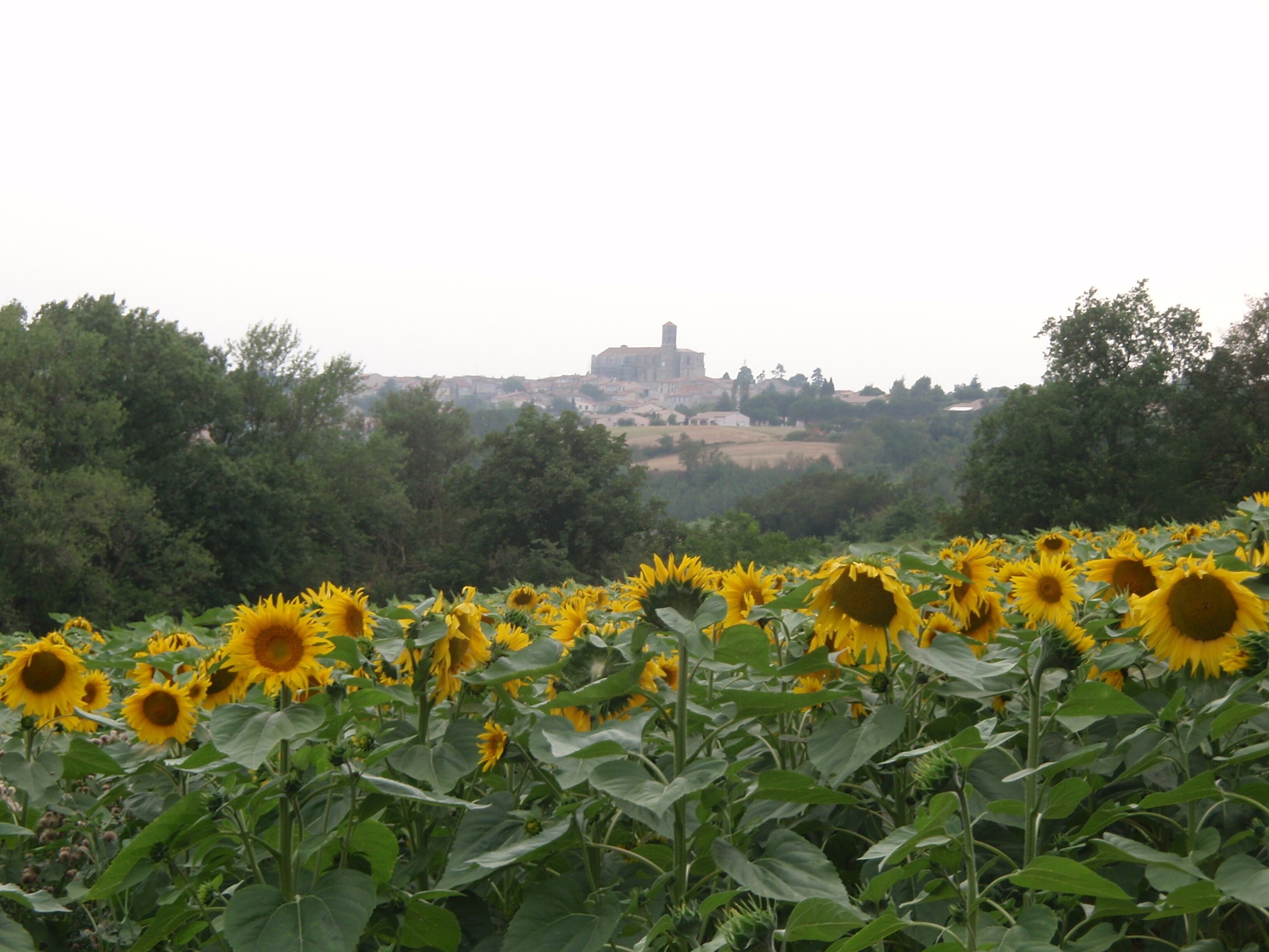 A field of sunflowers with a distant view of a historic building.