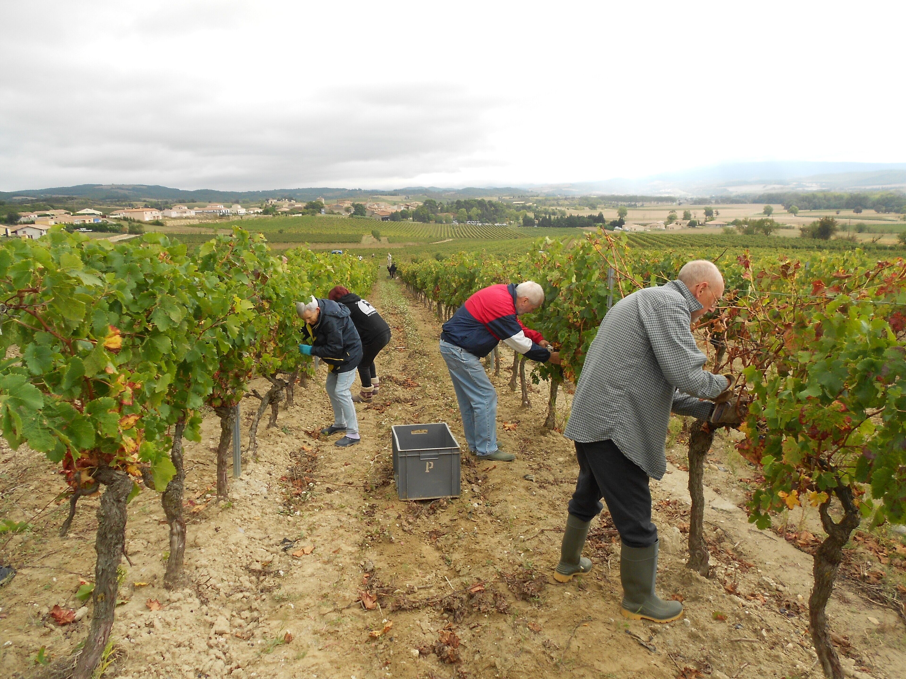 A vineyard with rows of grapevines and workers tending to them.