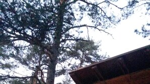 Una cabaña rústica con cimientos de piedra y fachada de madera, rodeada de altos árboles.