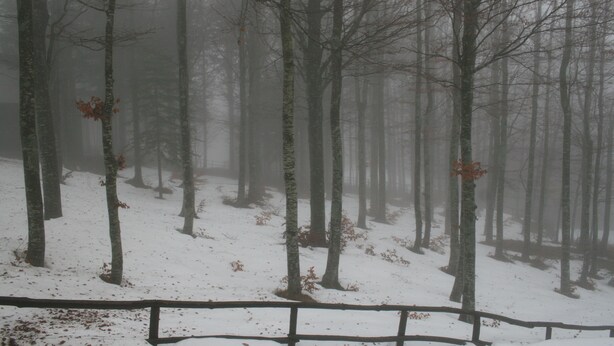 A forest with tall trees and a wooden fence.