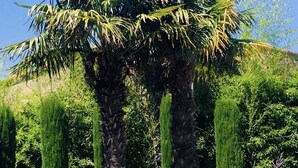 Een aangelegde tuin met palmstruiken, keurig geknipte hagen en een stenen muur.