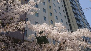Un edificio con varias ventanas y un árbol con flores rosadas en primer plano.