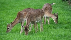 Trois cerfs paissent dans un champ d’herbe.