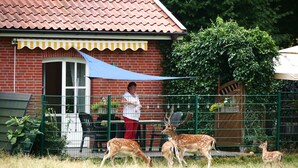 Un enclos où se trouvent des cerfs, un bâtiment avec un toit rouge et une personne debout près de la clôture.
