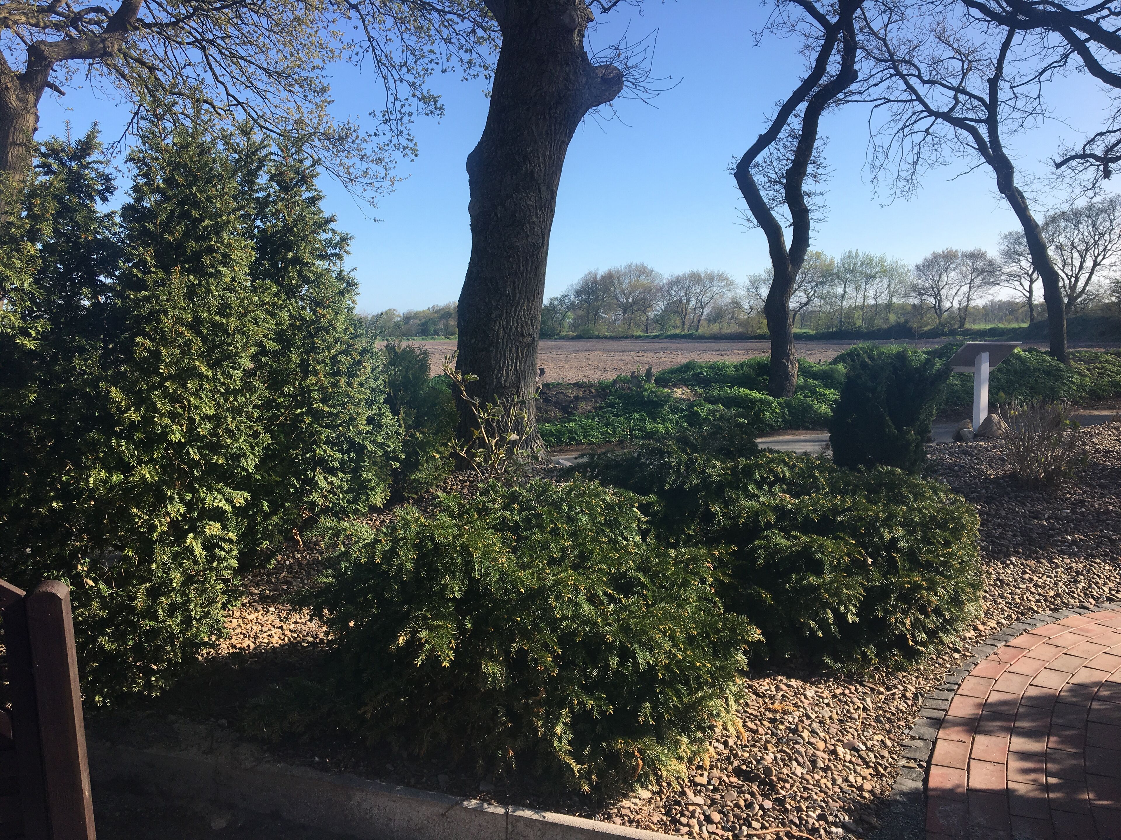 Un parc doté d’une allée pavée, d’une végétation luxuriante et d’un grand arbre au premier plan.