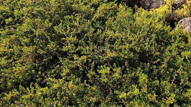 Um jardim com diversas plantas, um pilar de pedra e mobiliário de exterior.
