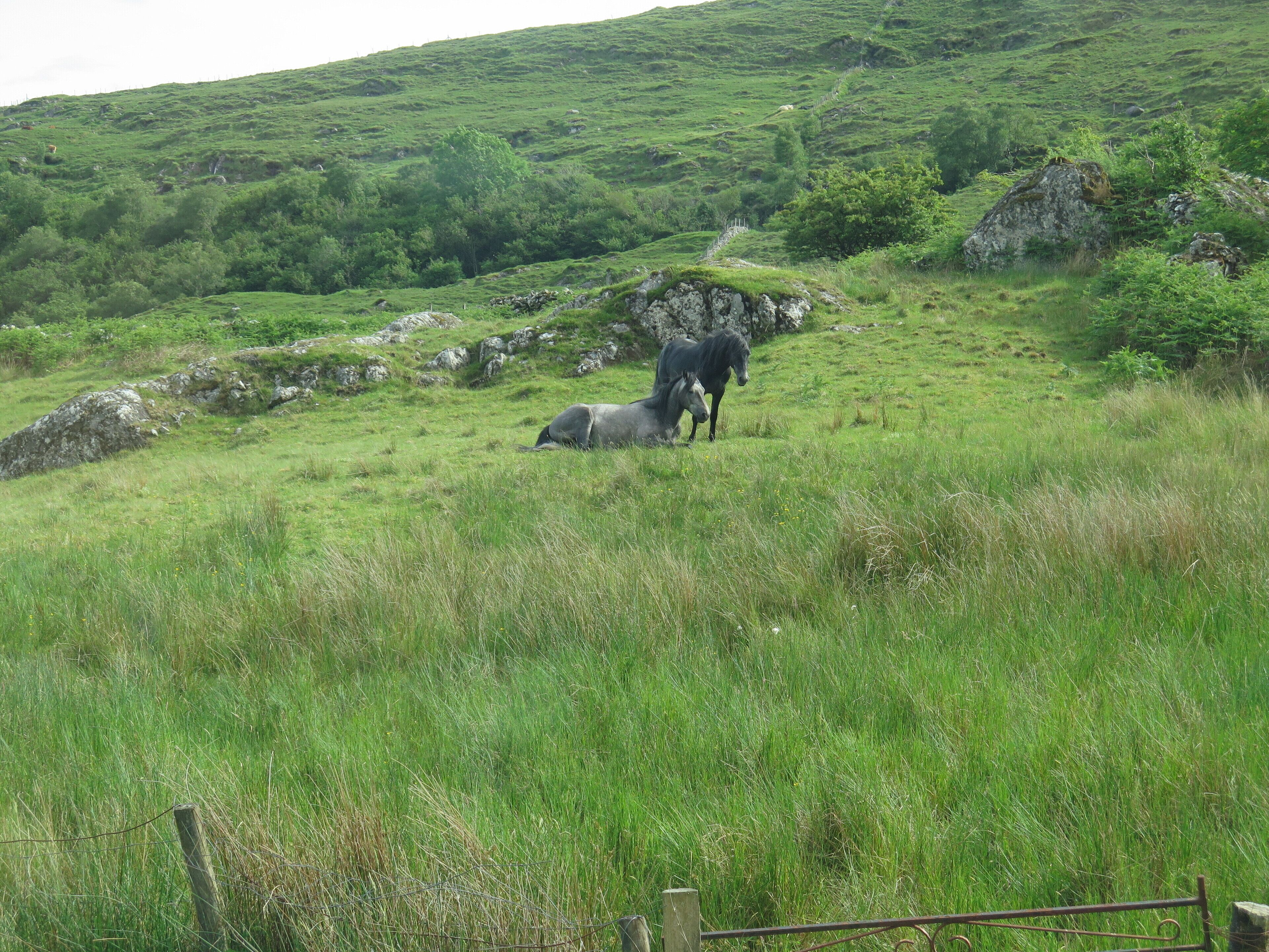 A grassy field with a stone wall and a metal fence.