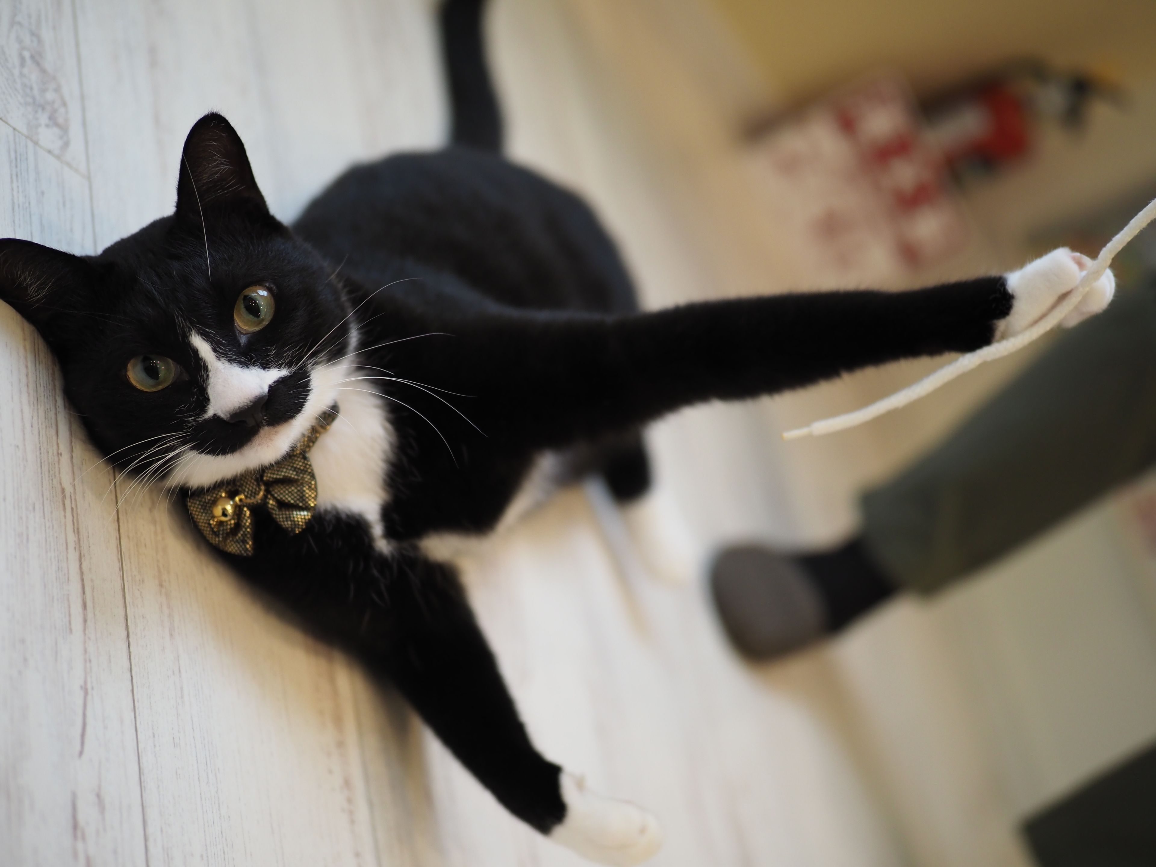 A black and white cat lying on a wooden floor with a toy in its mouth.