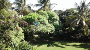 A lush garden with various trees, including palm trees, and a well-maintained lawn. - Nice duplex in Saint François in Guadeloupe (Saint François)