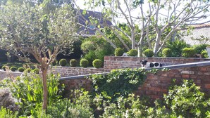 A dog resting on a brick wall with a garden and trees in the background. - A Cocoon for 2 People With a Beautiful View of the Valley Tournai (Beclers)