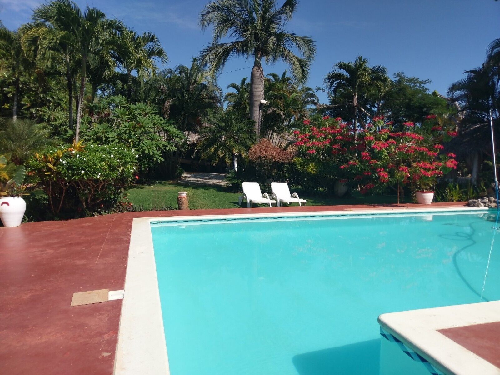 A swimming pool with two white lounge chairs, surrounded by lush greenery and palm trees.