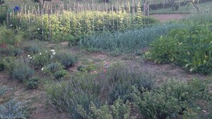 Ein Garten mit unterschiedlichen Pflanzen und einem Zaun.