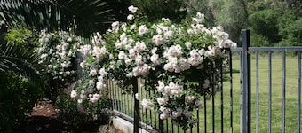 Center model of lux triplex with kaweah river running by property.