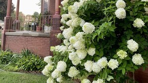 A brick building with a covered porch, a large window, and a garden with white hydrangea bushes.