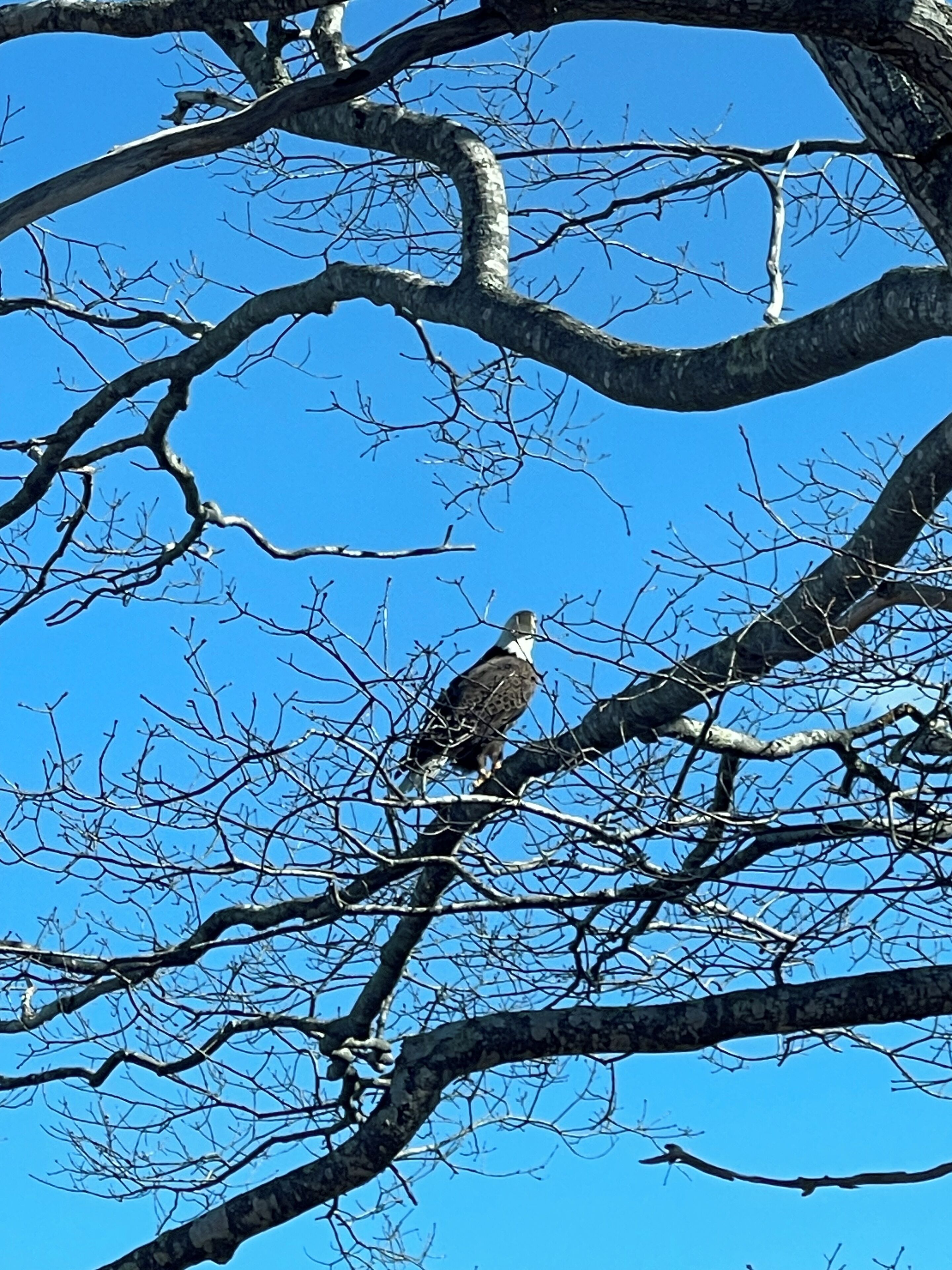 A bird perched on a tree branch.