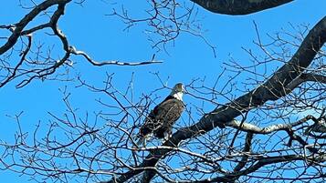 A bird perched on a tree branch.