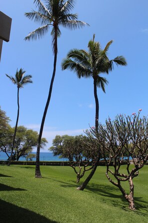 Zona verde con palmeras y vista al mar.