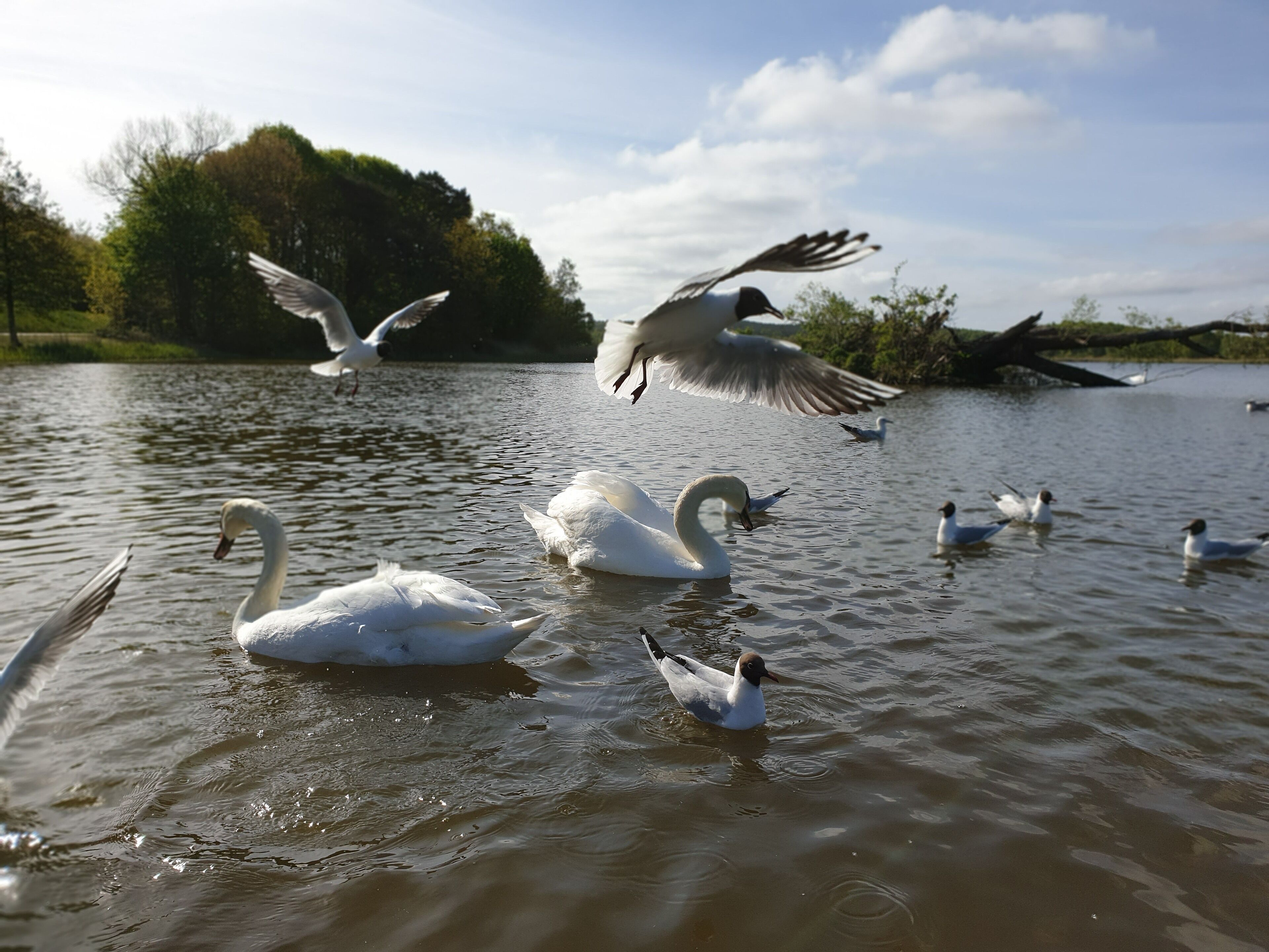 A lake with swans and seagulls.