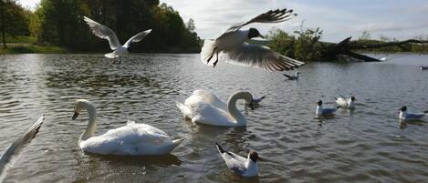 A lake with swans and seagulls.