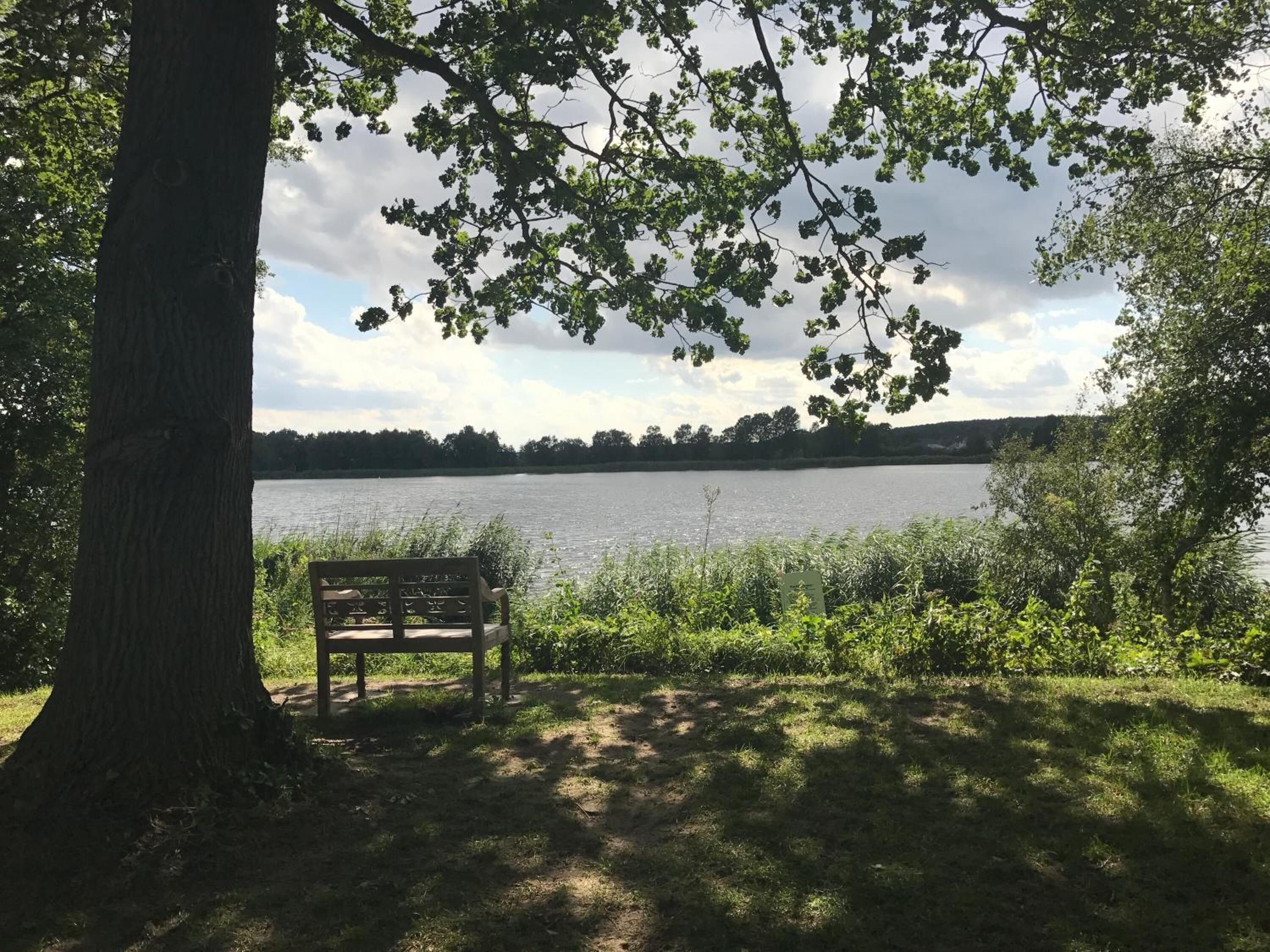 A bench by a lake with trees and grass around.