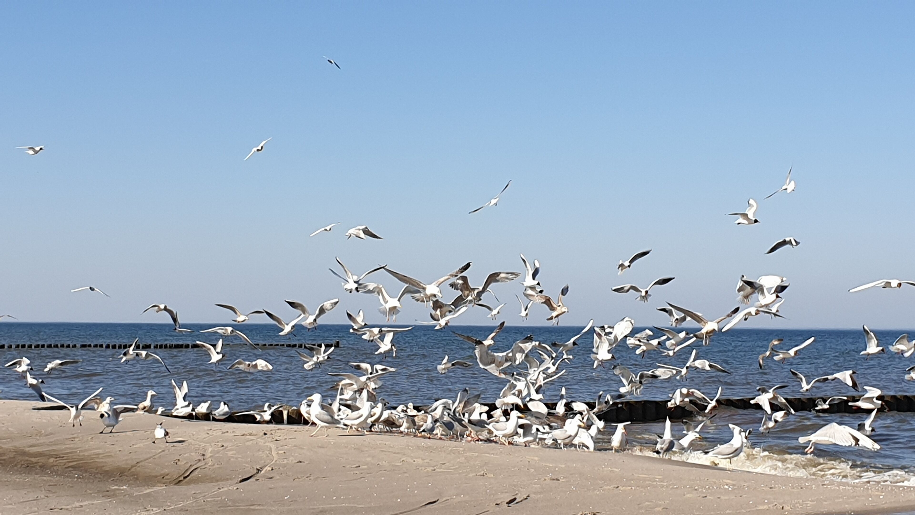 A beach with seagulls flying and resting near the water.