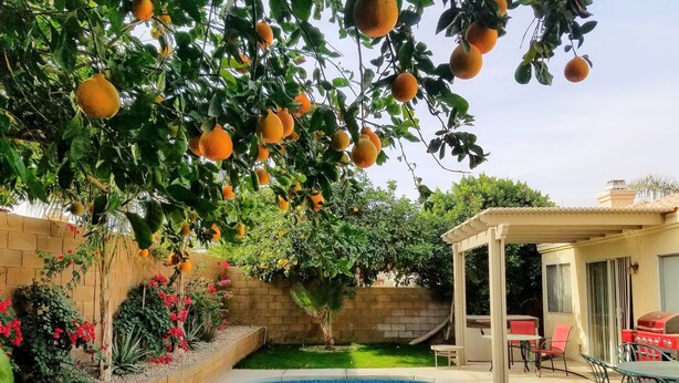 Um quintal com piscina, pergolado e uma árvore frutífera.