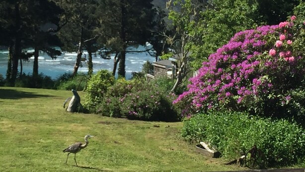 Un área con césped, un ave, un arbusto con flores rosas y una vista del océano y árboles al fondo.