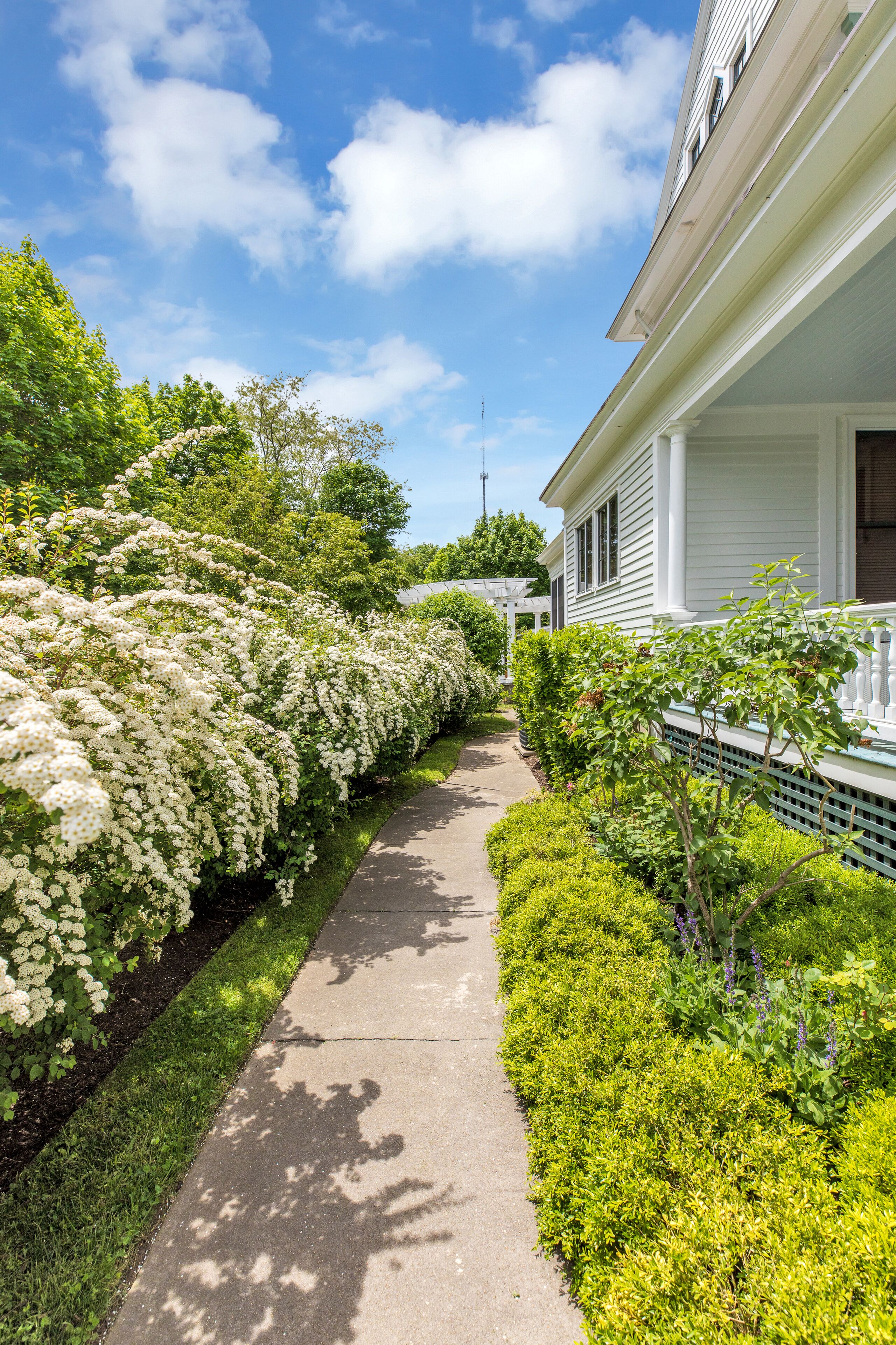 June bridal bushes guiding you through!
