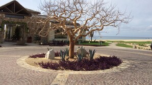 A tree in a landscaped area with a building in the background.