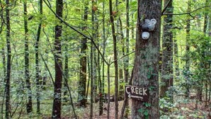 Uma floresta com uma placa presa a uma árvore identificando 'CREEK'.