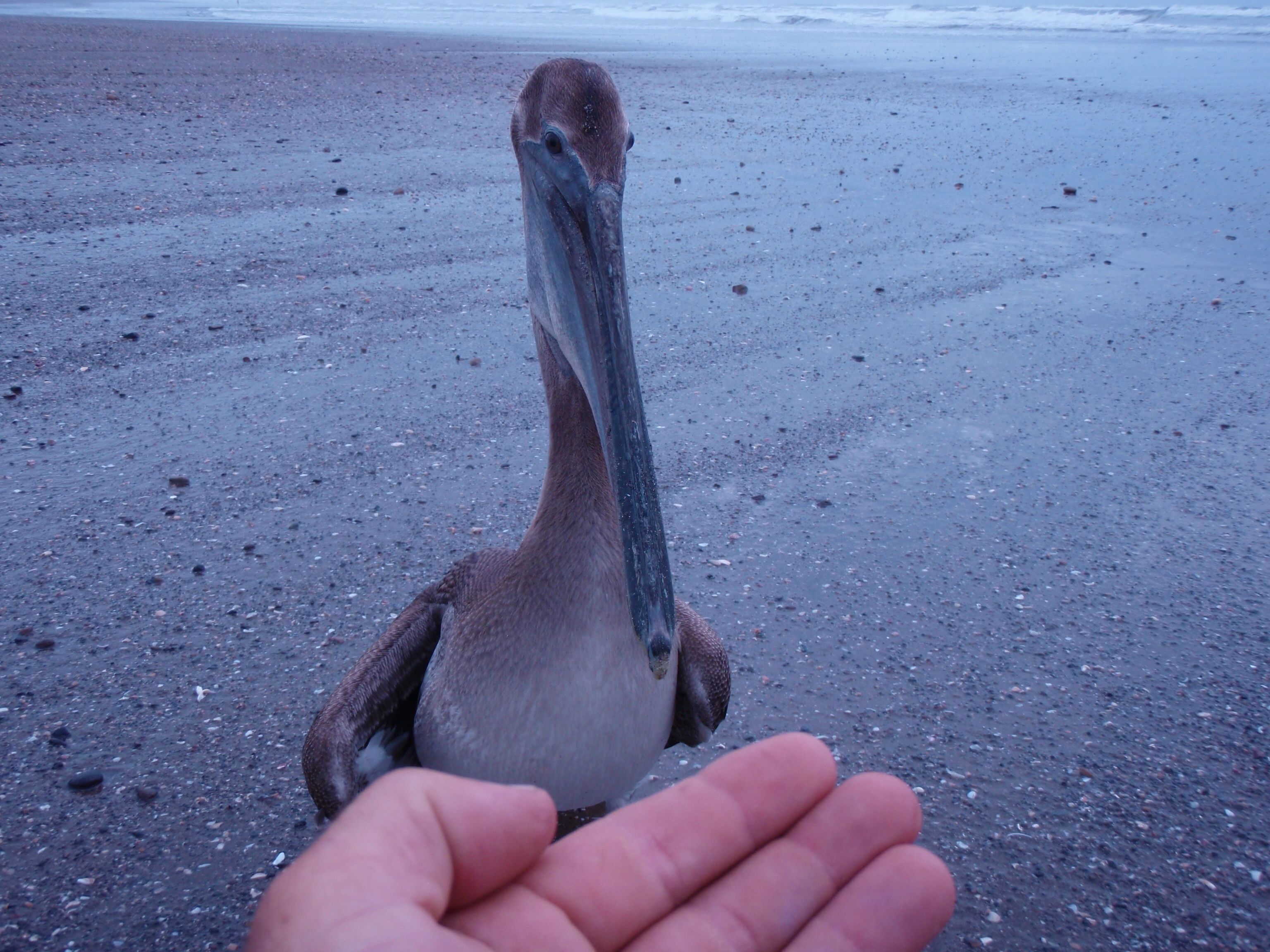 Un pelícano en la playa.