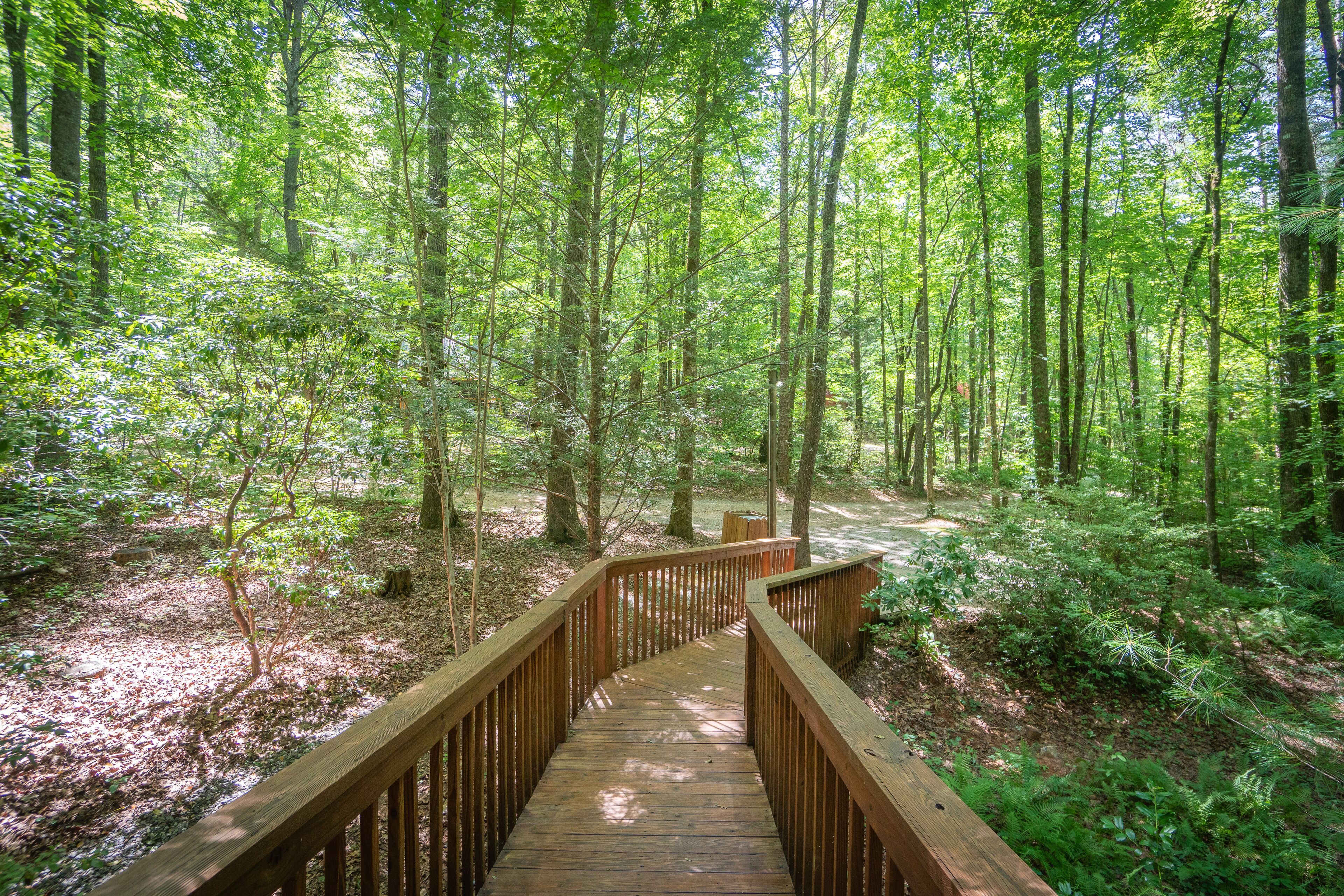 A wooden boardwalk through a dense forest with tall trees and undergrowth.