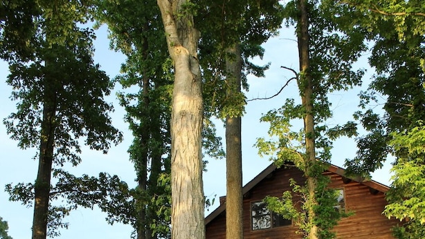 A wooden staircase leading to a cabin surrounded by tall trees. - Lake Barkley Log Cabin Getaway + Free Weekday Pontoon (seasonal)  (Cadiz)