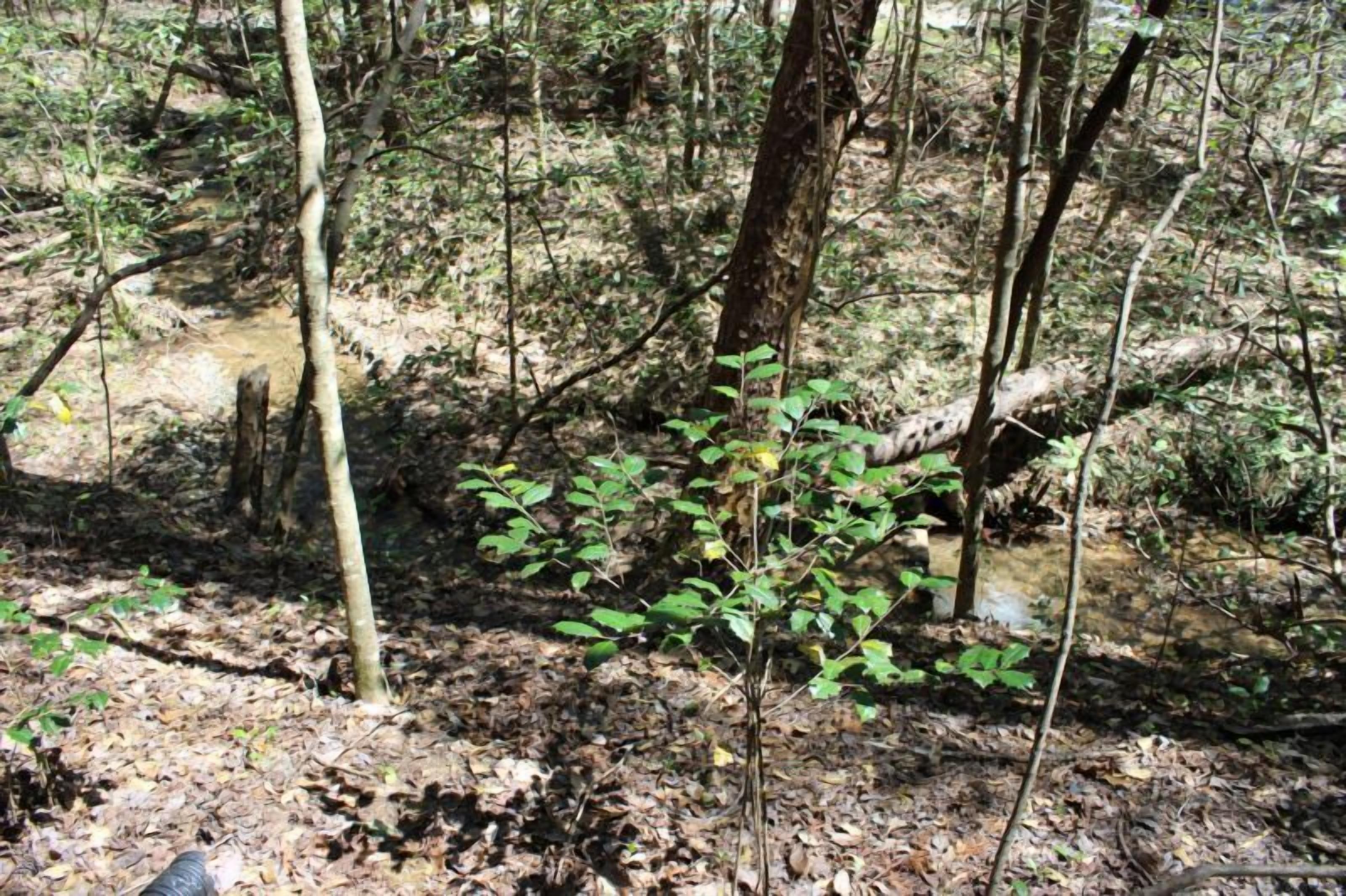 A forested area with a small stream and a young tree in the foreground.