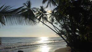 Une plage bordée de palmiers, avec l’océan en toile de fond.