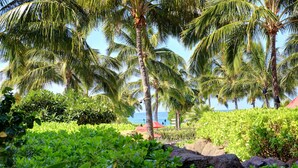 A tropical garden with palm trees and lush greenery.